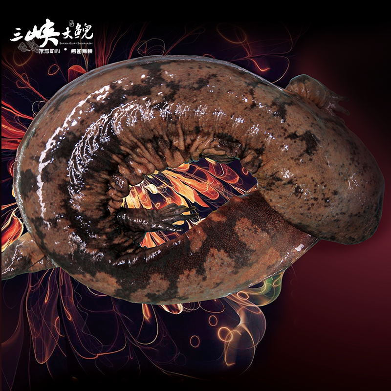 【有機認證】長生走魚來自三峽庫區(qū)無人區(qū)和涵養(yǎng)區(qū)（長生灣年產(chǎn)60萬尾，長生淀年產(chǎn)60萬尾）
