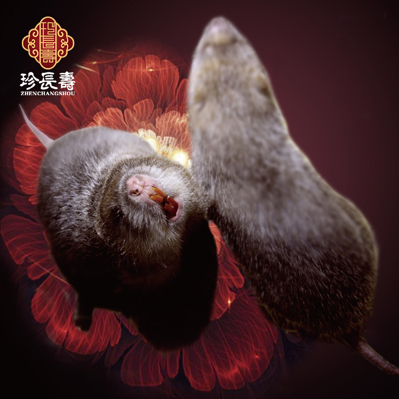【有機認證】只吃竹子，不是鼠的“鼠”（長生淀基地年產(chǎn)10萬只）