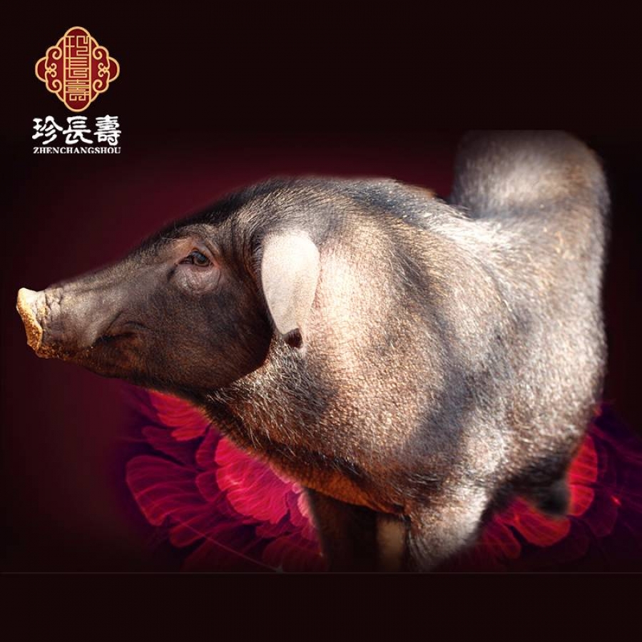 【有機認證】比羊吃草還多的豬，真正的食草豬（長生淀年產(chǎn)3萬頭）